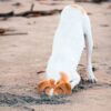 Dog with his head buried in sand