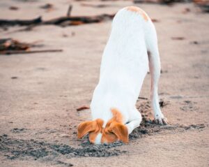 Dog with his head buried in sand